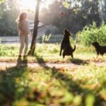 Joy on the TreeTops - PET PARK